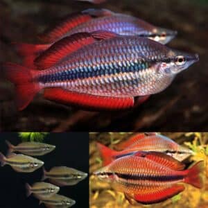 Goyder River Banded Rainbow Locally Bred 3.5-4cm
