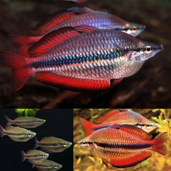 Goyder River Banded Rainbow Locally Bred 3.5-4cm