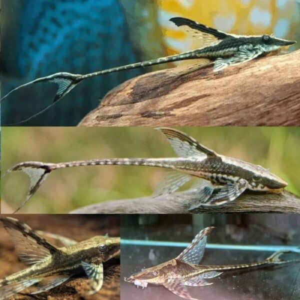 Royal Whiptail 6cm
