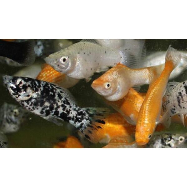 Assorted Molly 5cm