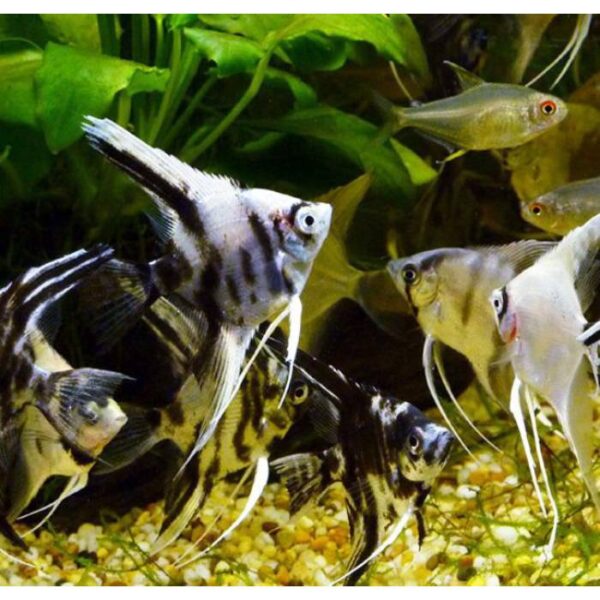 Assorted Angelfish 4/5cm
