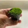 Riccia Fluitans 5cm POT - Image 2