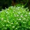 Riccia Fluitans 5cm POT - Image 3