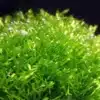 Riccia Fluitans 5cm POT