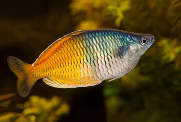Boesemani Rainbows 4cm