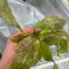 SWORD PLANT – OZELOT Bare root - Image 2
