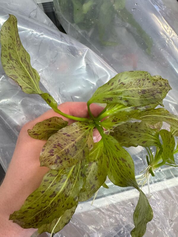 SWORD PLANT – OZELOT Bare root - Image 2