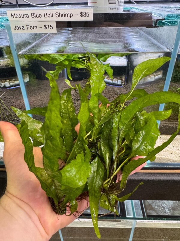 Aquarium Haven’s selection of aquarium plants