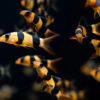 Clown Loach 7/8cm