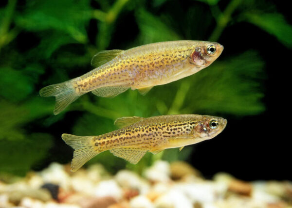 Find exotic fish breeds at Aquarium Haven