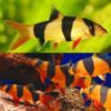 Clown Loach 7/8cm - Image 2