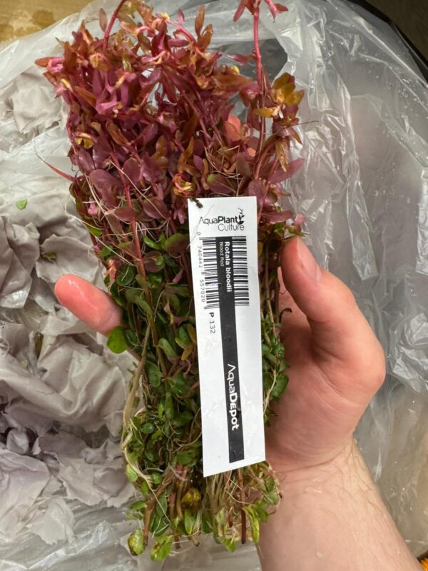 Rotala Bloodii ‘ Blood Red’