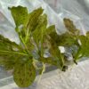 SWORD PLANT – OZELOT Bare root