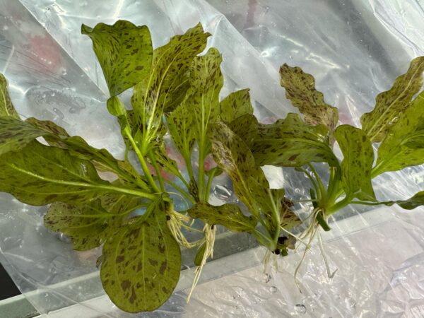 SWORD PLANT – OZELOT Bare root