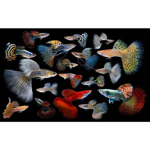 Assorted Male Guppies