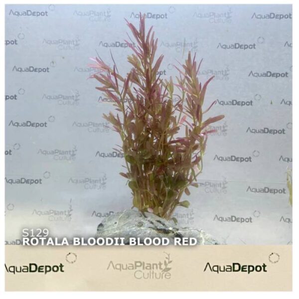 Rotala Bloodii ‘Blood Red’