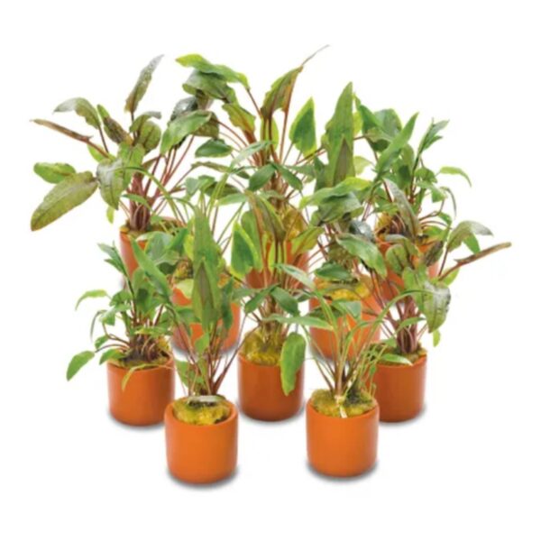 Assorted Cryptocoryne Terraco