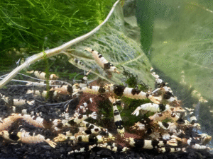 Crystal Black Shrimp