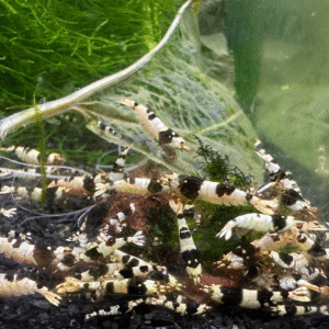 Pure Crystal Black Shrimp