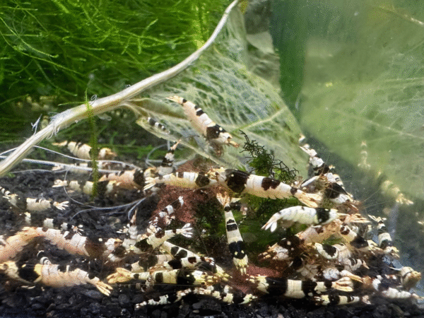 Pure Crystal Black Shrimp