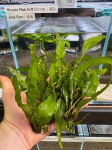 Aquarium Haven’s selection of aquarium plants