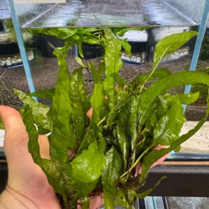 Aquarium Haven’s selection of aquarium plants