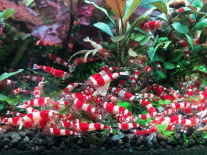 Pure Crystal Red Shrimp