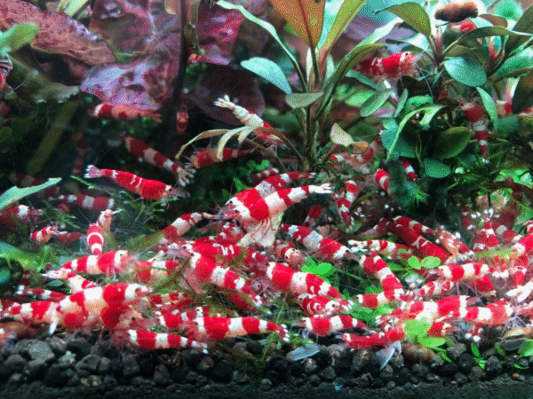 Pure Crystal Red Shrimp