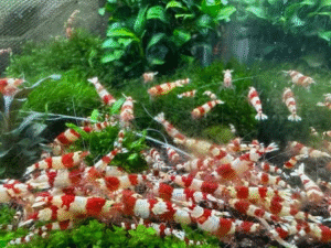 Crystal Red Shrimp