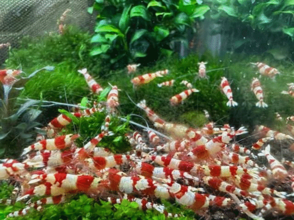 Crystal Red Shrimp