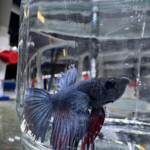 Betta - Assorted Crowntail (Tank - AC1)