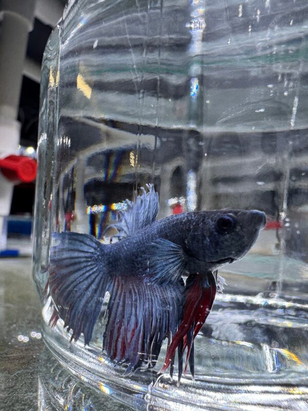 Betta - Assorted Crowntail (Tank - AC1)