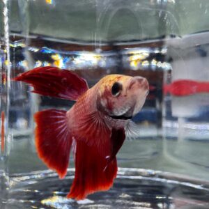 Betta - Assorted Half Moon Male 6cm (Tank - AC4)