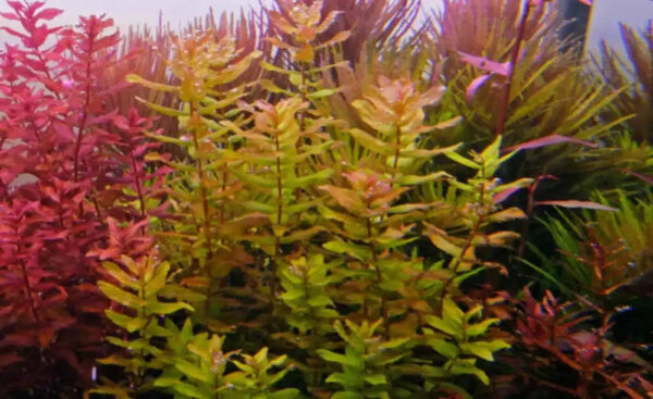 Lush green aquatic plants for aquariums