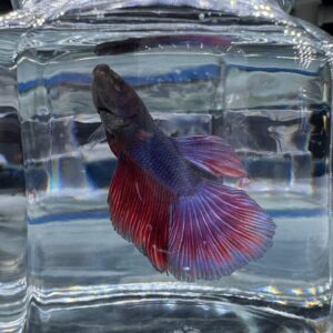Betta - Assorted Half Moon Male 6cm (Tank - AC6)