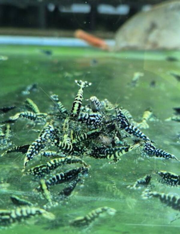 Blue Galaxy Snowflake Shrimp - Image 2