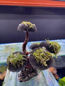 Buy quality fish food at Aquarium Haven