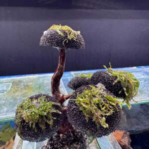 Buy quality fish food at Aquarium Haven