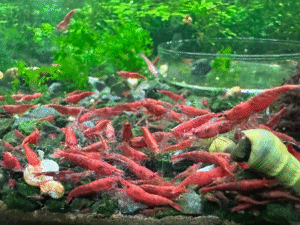 Fire Red Cherry Shrimp