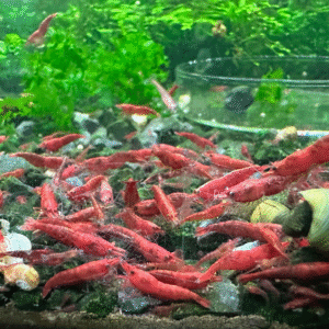 Fire Red Cherry Shrimp