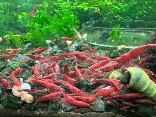 Fire Red Cherry Shrimp