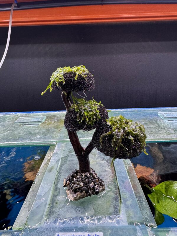 Aquarium Haven premium fish tank accessories
