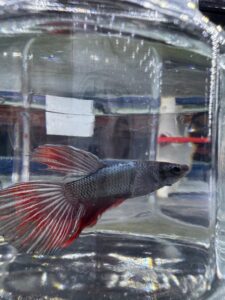 Betta - Assorted Half Moon Male 6cm (Tank - AC5)