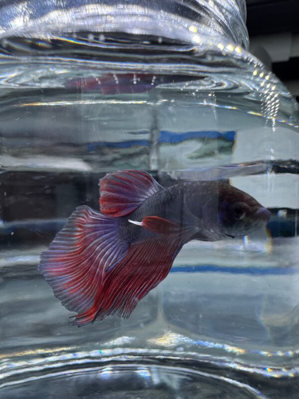 Betta - Assorted Half Moon Male 6cm (Tank - AC6) - Image 2