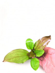 Echinodorus 'AC Sunrise' Sword - Potted