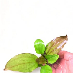 Echinodorus 'AC Sunrise' Sword - Potted