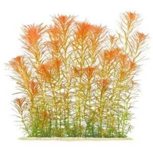 Diverse aquatic plant species for aquascaping
