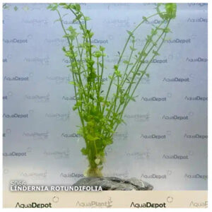Aquarium Haven’s best selection of aquarium backgrounds