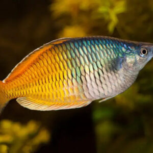 Aquarium Haven premium freshwater fish collection