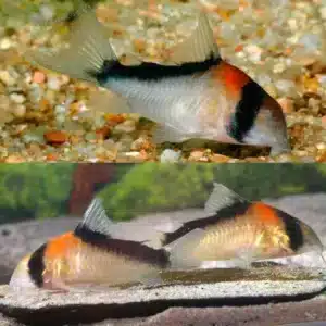 Adolfoi Corydoras